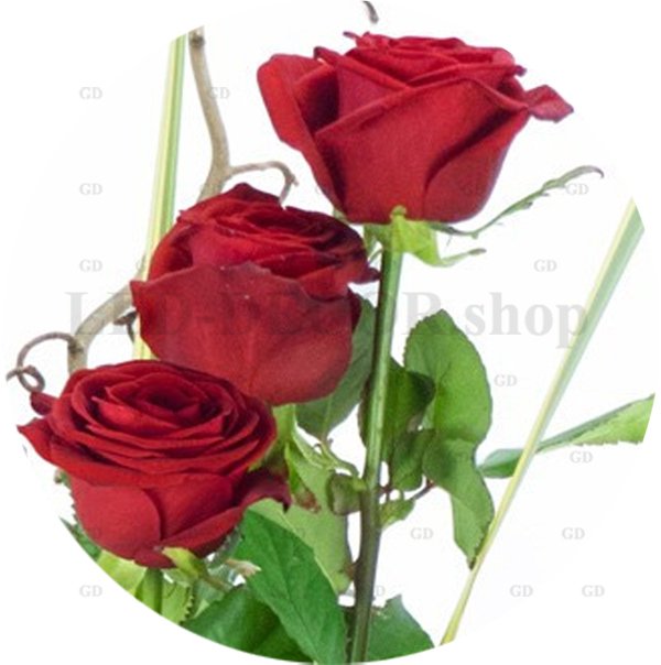 Filtre adhésif St Valentin diamètre 17,5 cm pour spots led ref: 3 Roses.
